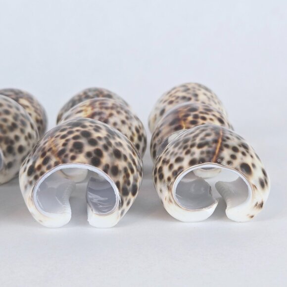 Set of 12 Cowrie Tiger Shell Napkin Rings Natural Seashell Table Decor Tableware - Picture 4 of 9